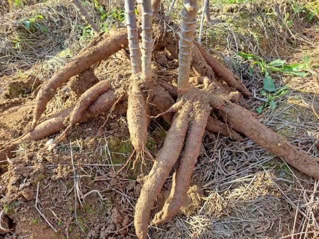 Epagri avalia 10 variedades de mandioca de mesa produzidas em SPDH