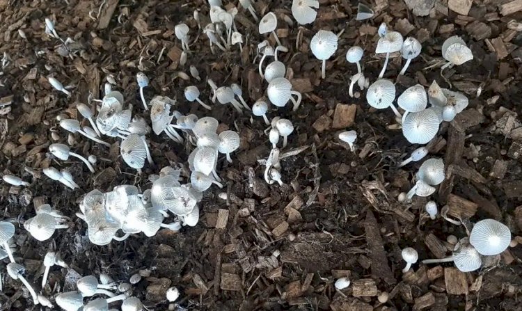 EPAMIG integra projeto de agricultura regenerativa em fazendas de milho e soja de Goiás