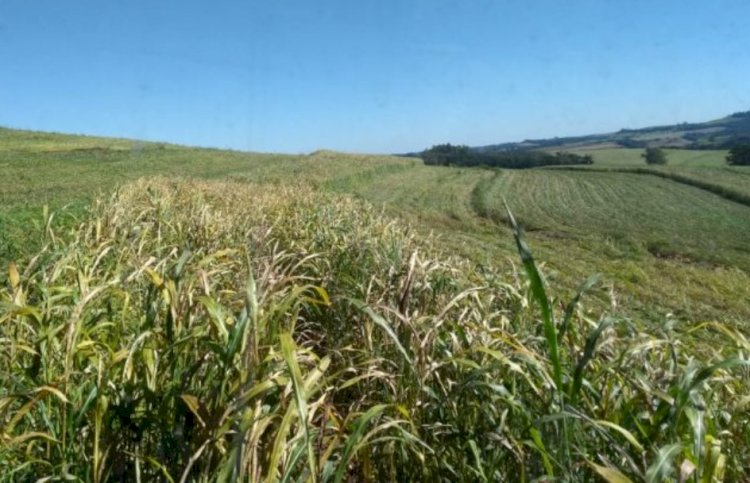 Epagri incentiva práticas conservacionistas de solo e água em SC