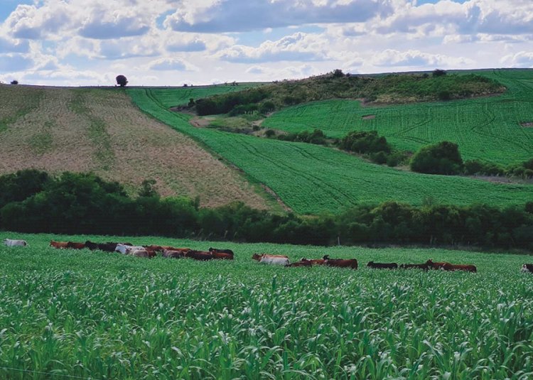 Sistema que integra lavoura e pecuária alia produtividade e sustentabilidade no Pampa