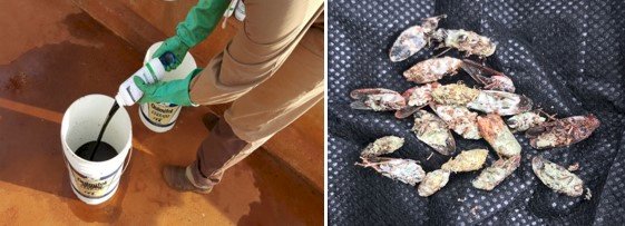 Bioinsumos para controle biológico de insetos-praga da cana-de-açúcar