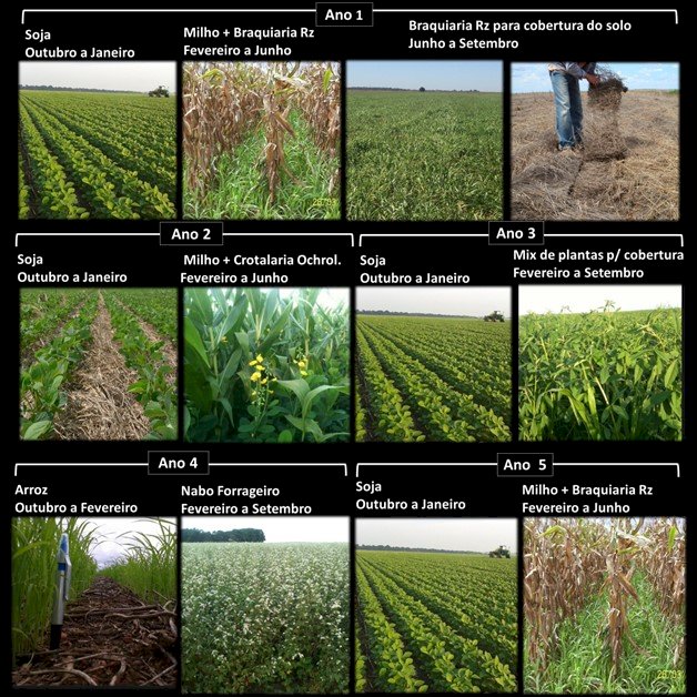 Sistema Plantio Direto: Caminho para Agricultura Regenerativa