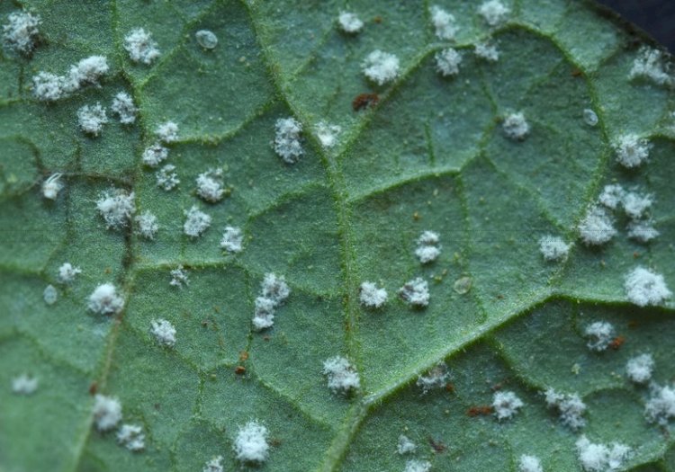 Embrapa Arroz e Feijão faz pesquisa para conhecer usuários de bioinsumos agrícolas