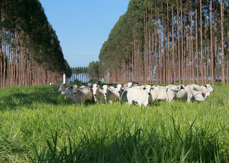 Sistemas ILPF mitigam emissão de gases de efeito estufa no bioma Amazônia