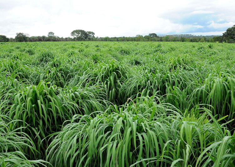 Nova cultivar de capim-andropogon apresenta maior produtividade em áreas de baixa fertilidade