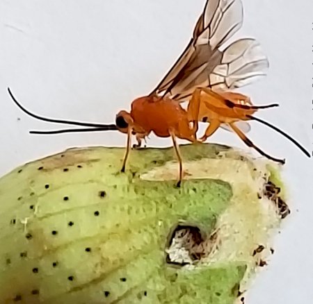 Controle biológico de pragas do algodoeiro no Brasil