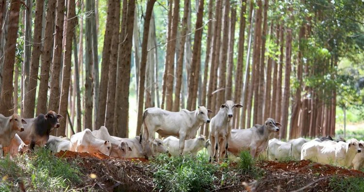 Sistemas agrícolas sustentáveis são oportunidade de sequestro de carbono para o Brasil