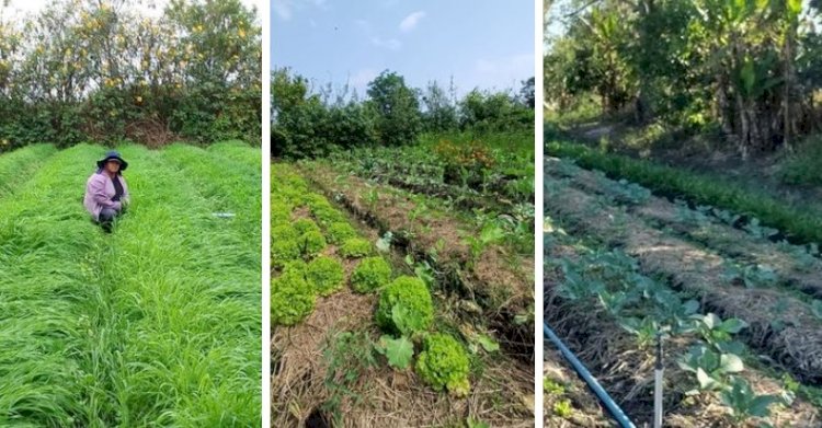 Produtores do Cinturão Verde apostam em plantio direto para reduzir perdas causadas pelo forte calor e pelas tempestades de verão