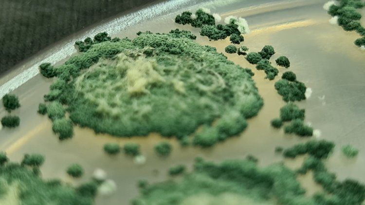 Trichoderma, principal agente de controle biológico do mundo, será tema de simpósio na Embrapa Meio Ambiente