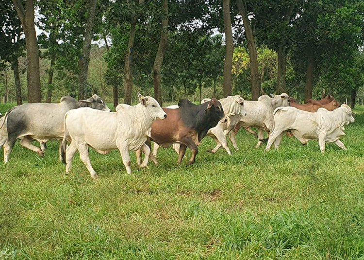 Protocolos de produção de carne reduzem em até 15% a emissão de gás de efeito estufa