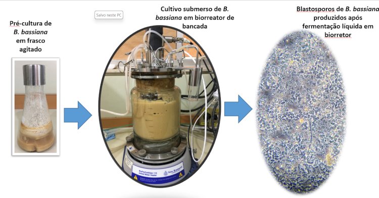 Descoberta pode contribuir com o controle biológico de pragas