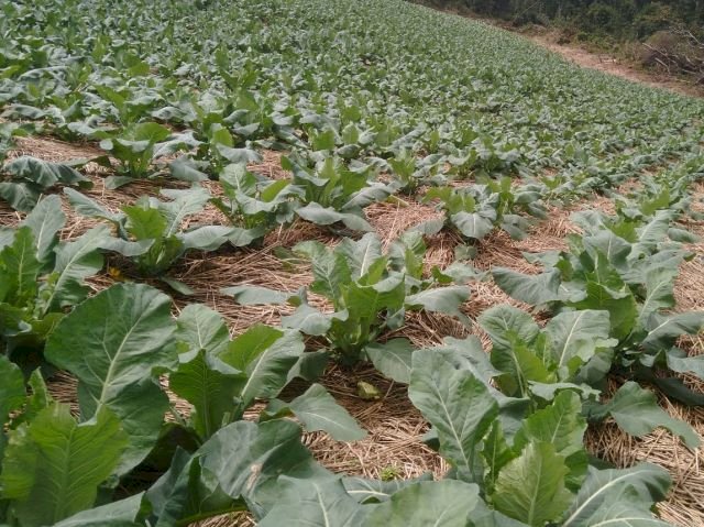 Desafios e soluções para mitigar a erosão provocada pelas chuvas na agricultura catarinense