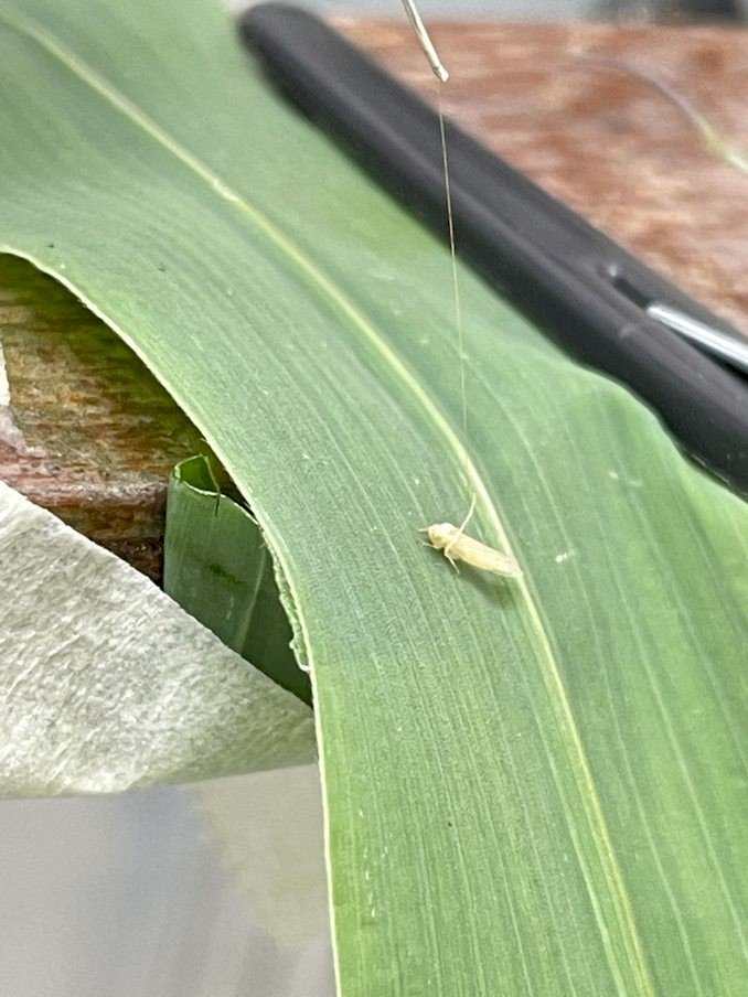 Estudo explica como um fungo pode controlar a principal praga que afeta o cultivo de milho