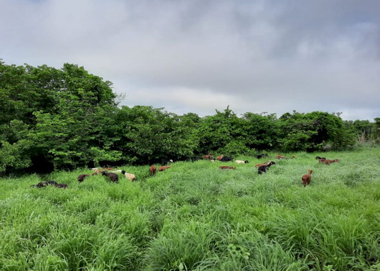 Sistemas integrados de produção aumentam matéria orgânica em solos da Caatinga