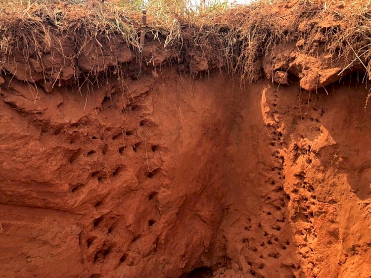 Ciência do solo no contexto das mudanças climáticas é tema de evento em Campo Grande, MS