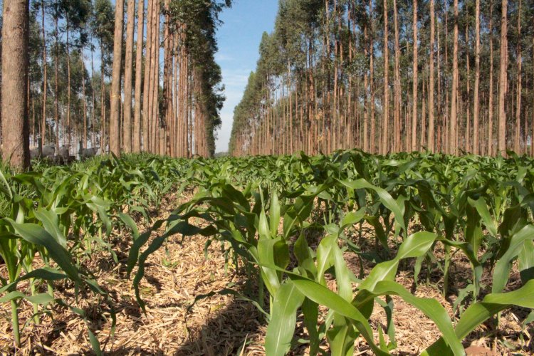 ILPF produção de Biomassa Madeira é tema de Tarde de Campo no 19º ENPDP