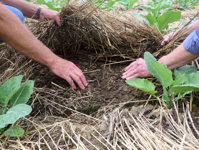 Dia Nacional da Conservação do Solo: conheça políticas públicas que ajudam o agricultor a proteger esse recurso natural
