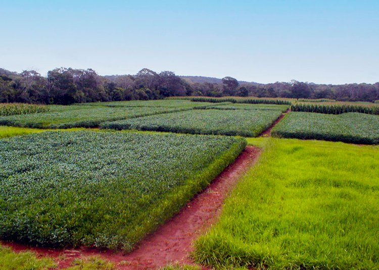 Plantio Direto e sucessão de culturas contribuem para mitigar emissões de óxido nitroso no Cerrado