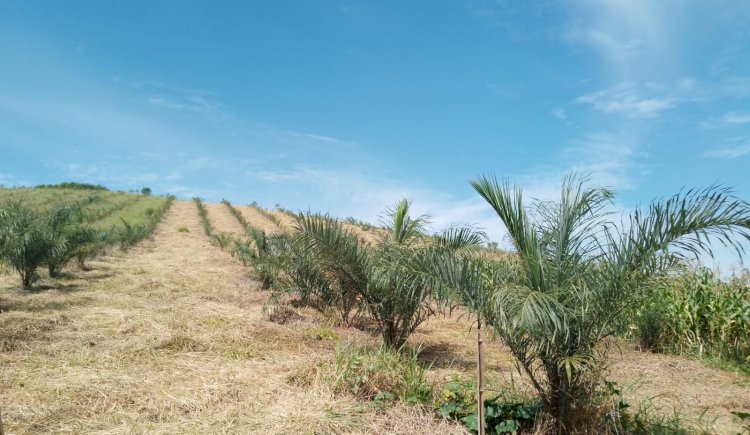 Apta Regional pesquisa uso inédito da macaúba em sistemas integrados de produção