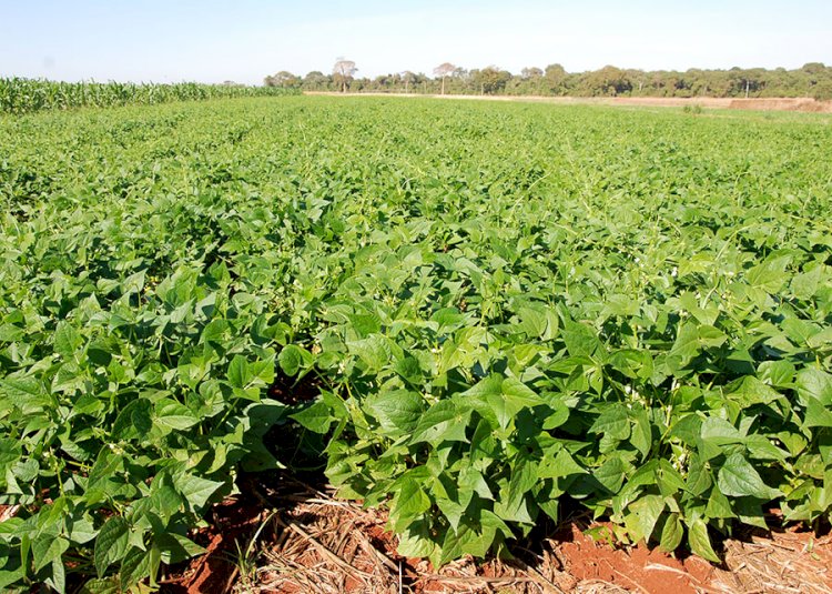 Plantio Direto e integração lavoura-pecuária aumentam diversidade microbiana do solo e protegem as plantas