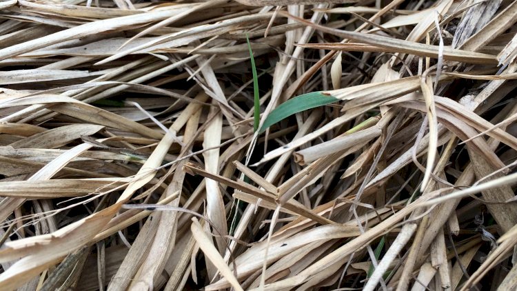 O uso estratégico das plantas de serviço