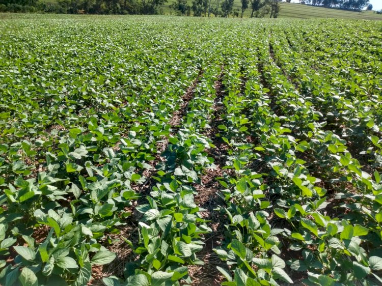 Agro brasileiro: produtividade, competitividade e sustentabilidade