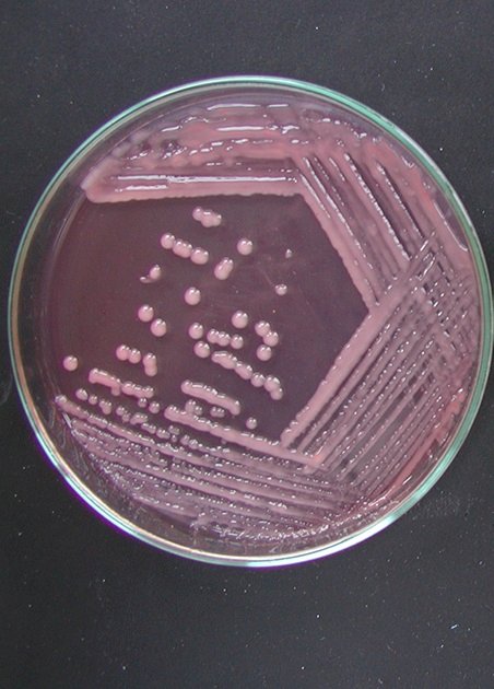 Reunião Relare debate potencial dos inoculantes microbianos no Brasil