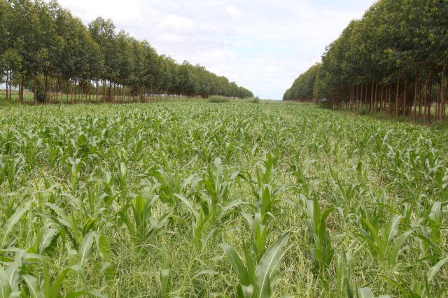 Ciência contribui para Lei que cria planos de adaptação às mudanças climáticas
