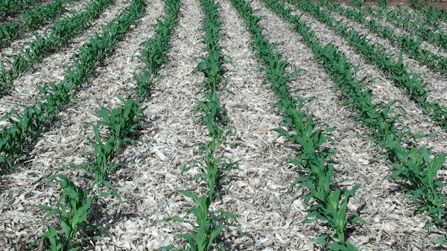 A conservação do solo como prática fundamental da agricultura