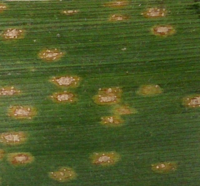 Uma nova abordagem no controle de doenças de plantas