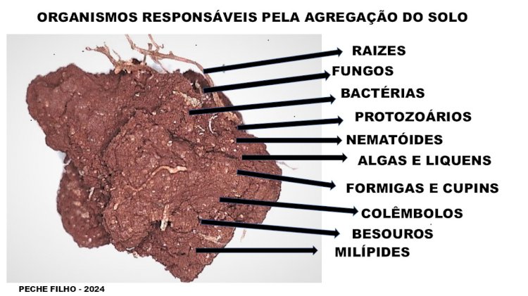 Importância da biodiversidade funcional na agregação do solo