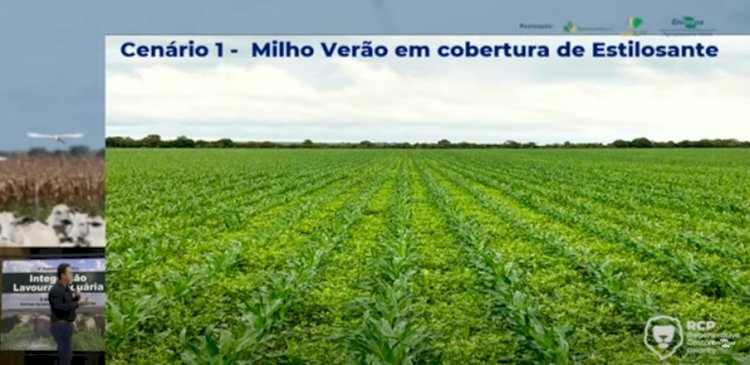 Uso de estilosantes na rotação de culturas recupera solos arenosos