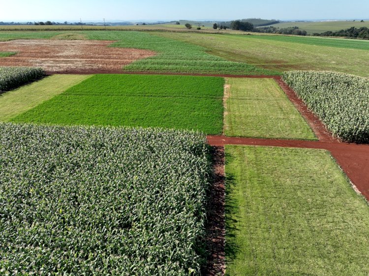 Soja Baixo Carbono tem primeiro dia de campo na Embrapa Soja