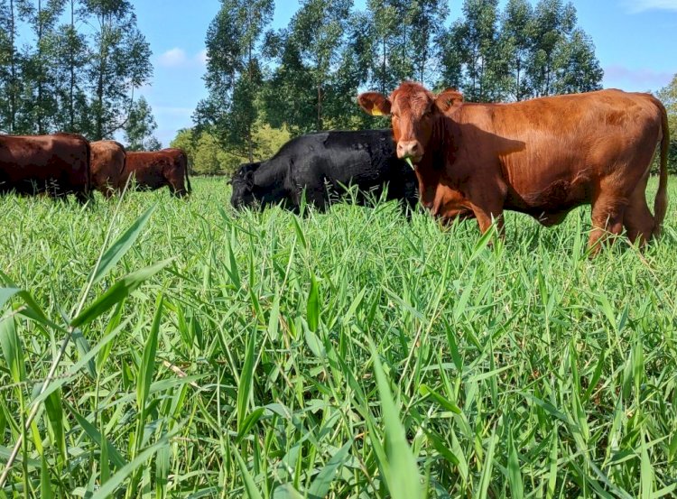 Pecuária carbono zero: produção à base de pastagens é a raiz da solução