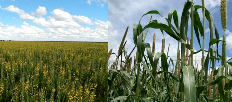 Pesquisadores orientam como recuperar solo agrícola após as queimadas