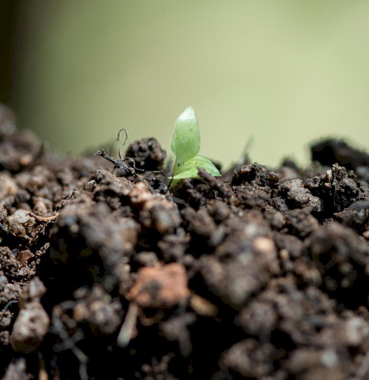 Microbioma do solo, sanidade e produtividade das culturas