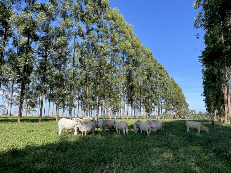 Medir a área basal dos troncos ajuda a melhorar o manejo de sistemas silvipastoris