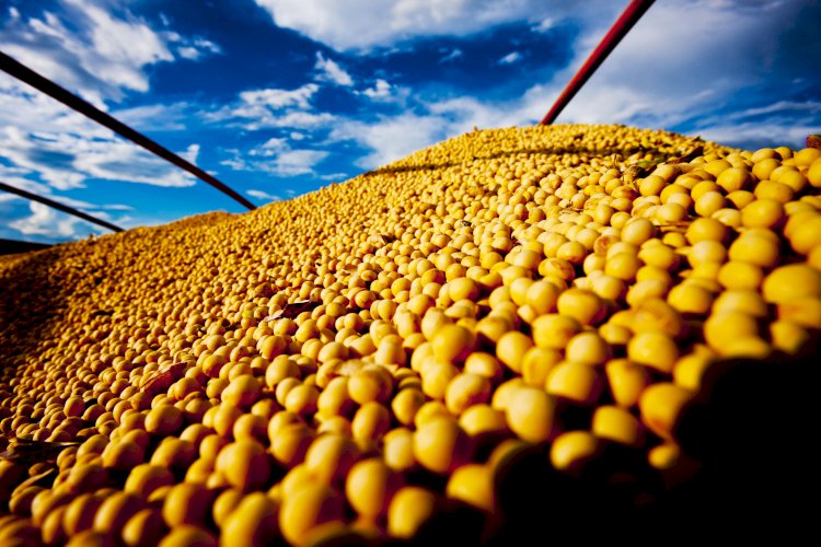 Sustentabilidade e cooperação: o futuro do setor agropecuário na América do Sul