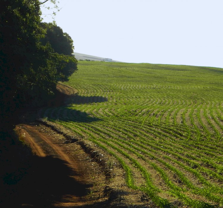 Plantio direto: o novo paradigma da agronomia