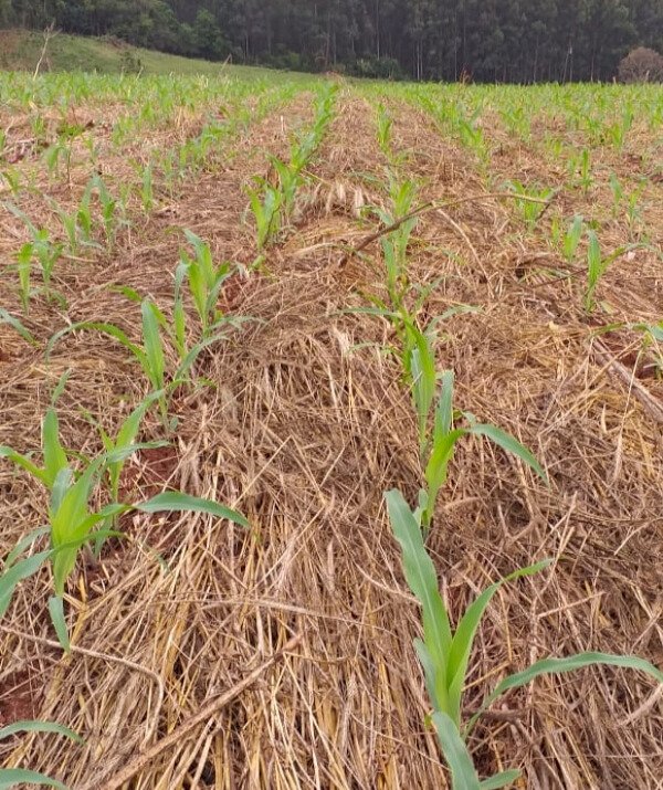 Dia Nacional do Plantio Direto: busca pela valorização da prática da agricultura sustentável