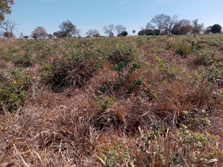 Pesquisa destaca como práticas agrícolas sustentáveis mantêm a porosidade do solo no Cerrado