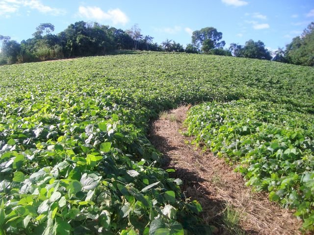 Embrapa quer saber como está a adoção de plantas de cobertura por produtores rurais brasileiros