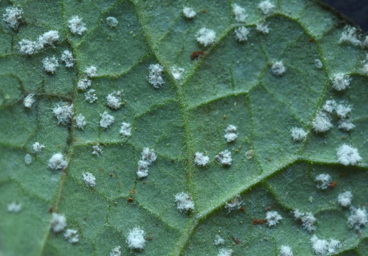 Um feliz ano novo para os bioinsumos - O que pode mudar na regulamentação dos bioinsumos em 2025?