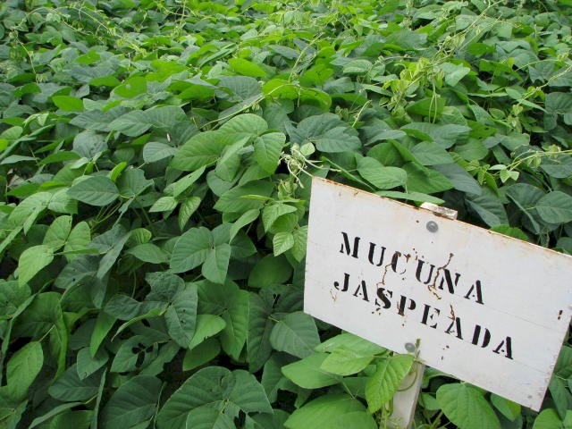 Adubação verde contribui para a agricultura sustentável e redução de CO₂