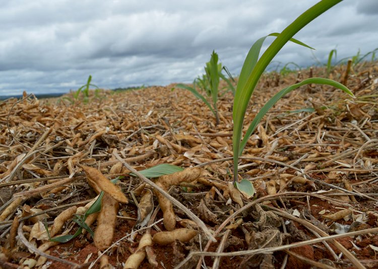 Tecnologia Antecipe aumenta produtividade do milho segunda safra no Tocantins
