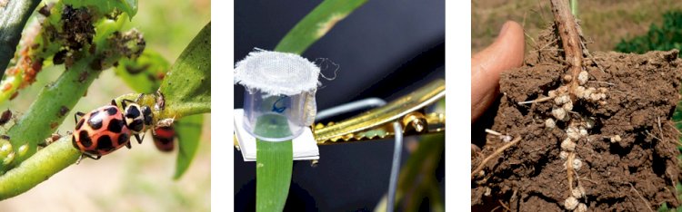 Bioinsumos e combustíveis do futuro fortalecem a transição energética
