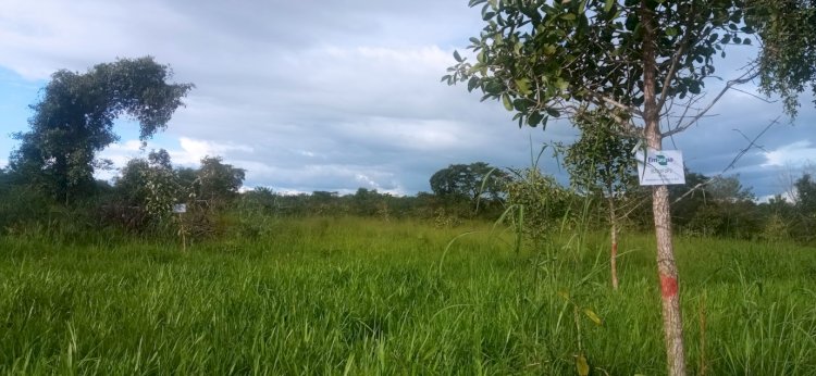 Embrapa e Aprosoja realizam evento sobre ILPF e fruteiras no Matopiba