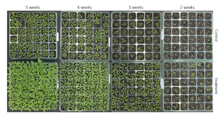 Pesquisadores obtêm patente de fórmula que induz germinação e acelera crescimento de plantas