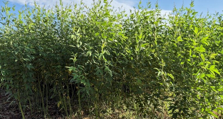 Nova leguminosa da Embrapa é estratégica para adaptação da agropecuária às mudanças climáticas