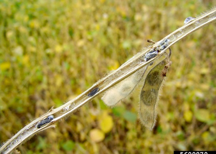 Cientistas desenvolvem técnica sustentável para produção de fungo que controla doenças agrícolas